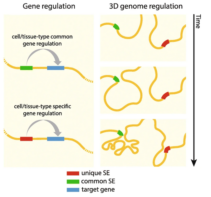 constitutive super-enhancers