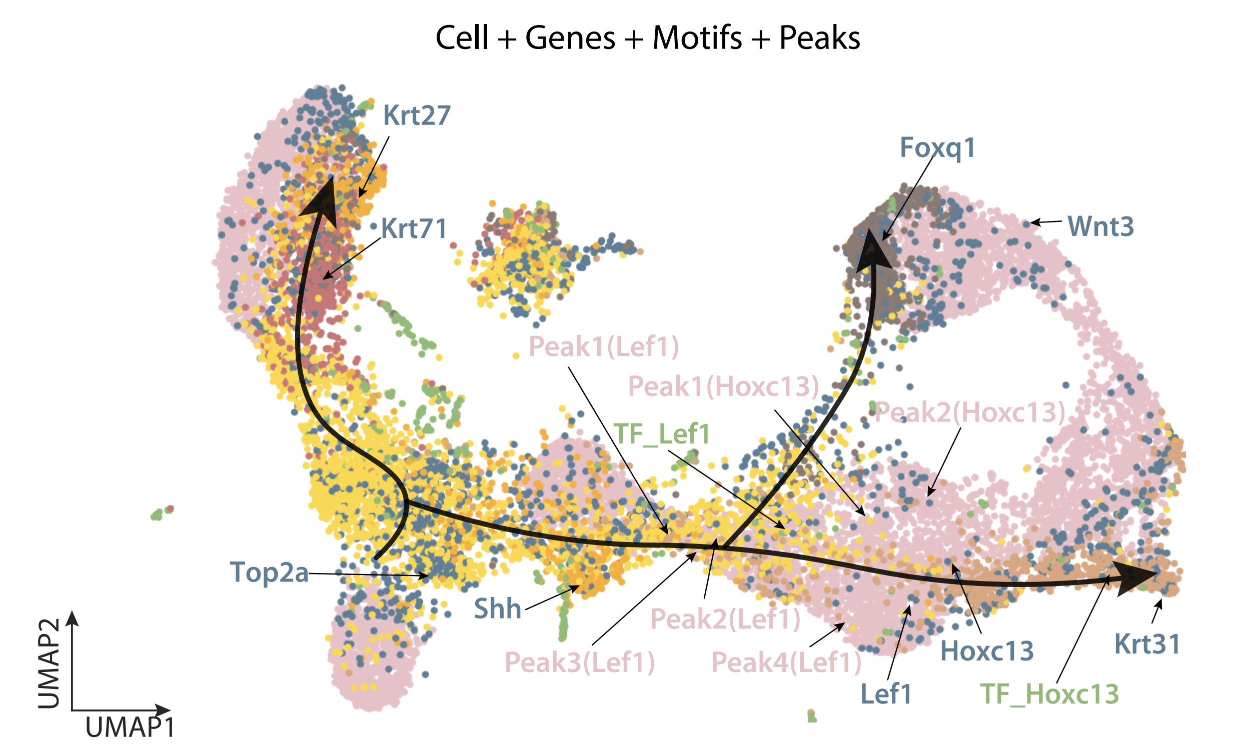 SIMBA multimodal data embedding