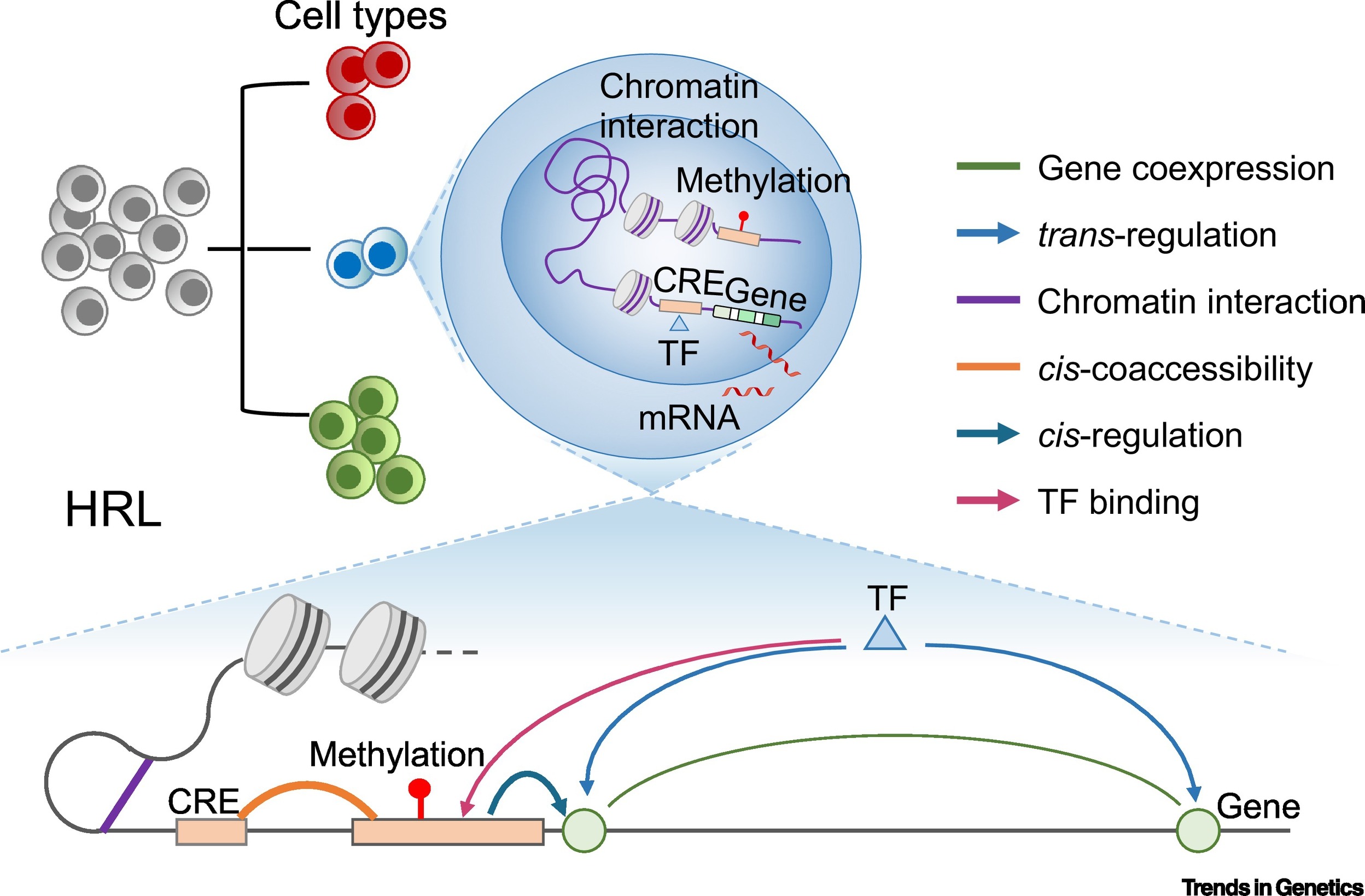 gene regulation